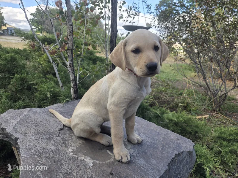 Honeybunch – Golden Retriever, Labrador Retriever puppy for sale in Horseshoe Bend, ID