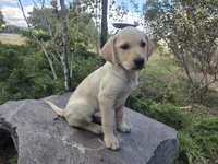 Honeybunch, a female Golden Retriever and Labrador Retriever for sale in Horseshoe Bend, ID – 1 of 10