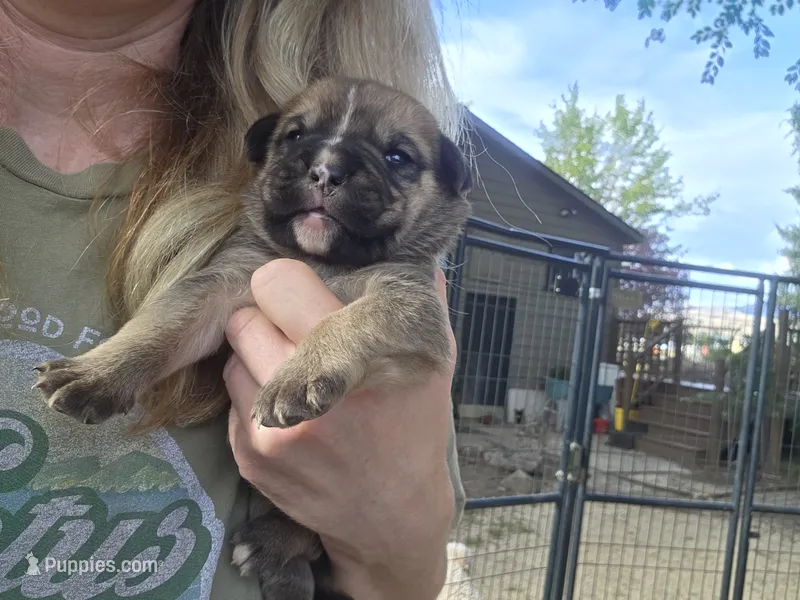 Smash Burger – Bernese Mountain Dog, Cane Corso puppy for sale in Horseshoe Bend, ID