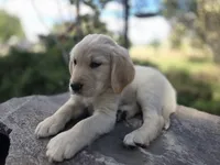 Rolly, a male Golden Retriever and Labrador Retriever for sale in Horseshoe Bend, ID – 6 of 10