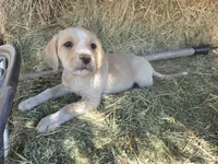 Cream, a male Cane Corso and Lagotto Romagnolo for sale in Horseshoe Bend, ID – 5 of 10