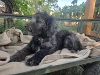 Alaska, a female Golden Mountain Doodle for sale in Horseshoe Bend, ID – 9 of 10