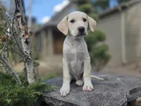 Rosco, a male Golden Retriever and Labrador Retriever for sale in Horseshoe Bend, ID – 2 of 10