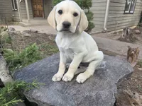 Sonny, a male Golden Retriever and Labrador Retriever for sale in Horseshoe Bend, ID – 8 of 10