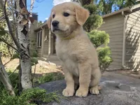 Barbie, a female Golden Retriever and Labrador Retriever for sale in Horseshoe Bend, ID – 3 of 8