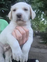 Elvis, a male Cane Corso and Lagotto Romagnolo for sale in Horseshoe Bend, ID – 4 of 10