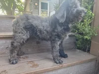 Georgia, a female Golden Mountain Doodle for sale in Horseshoe Bend, ID – 5 of 10