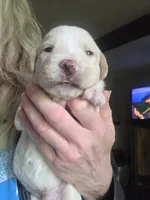 Cream, a male Cane Corso and Lagotto Romagnolo for sale in Horseshoe Bend, ID – 7 of 10