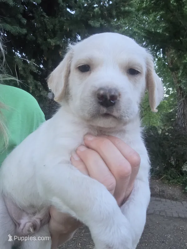 Elvis – Cane Corso, Lagotto Romagnolo puppy for sale in Horseshoe Bend, ID