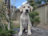 Rosco, a male Golden Retriever and Labrador Retriever for sale in Horseshoe Bend, ID – 9 of 10