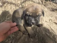 Dr Pepper, a male Bernese Mountain Dog and Cane Corso for sale in Horseshoe Bend, ID – 6 of 9