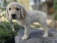 Rolly, a male Golden Retriever and Labrador Retriever for sale in Horseshoe Bend, ID – 9 of 10