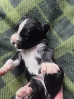 Beetle, a male Cane Corso and Lagotto Romagnolo for sale in Horseshoe Bend, ID – 4 of 10