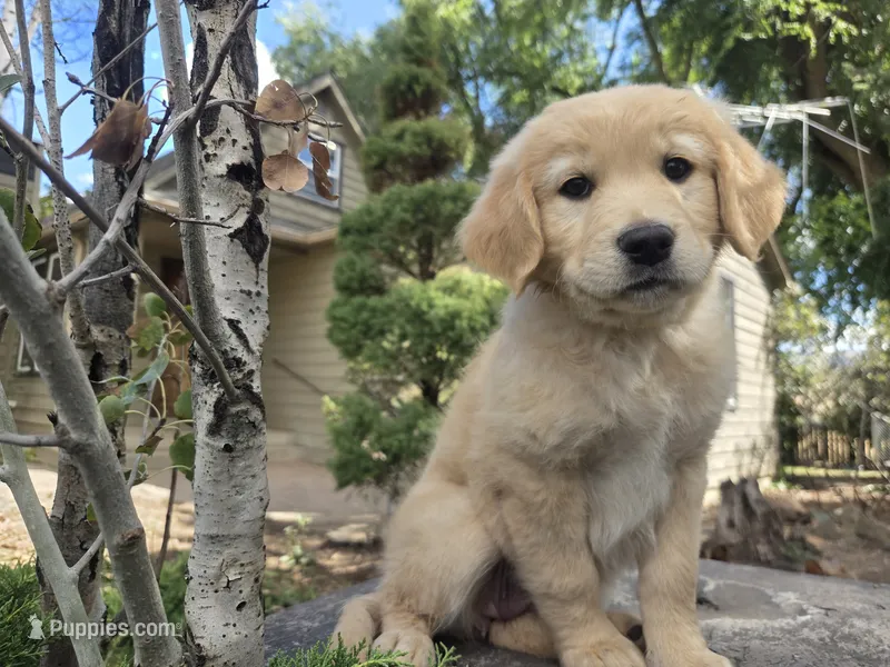 Barbie – Golden Retriever, Labrador Retriever puppy for sale in Horseshoe Bend, ID