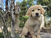 Barbie, a female Golden Retriever and Labrador Retriever for sale in Horseshoe Bend, ID – 1 of 8