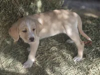 Cream, a male Cane Corso and Lagotto Romagnolo for sale in Horseshoe Bend, ID – 3 of 10