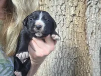 Pepsi, a female Bernese Mountain Dog and Cane Corso for sale in Horseshoe Bend, ID – 1 of 6