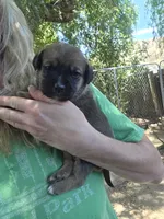 Dr Pepper, a male Bernese Mountain Dog and Cane Corso for sale in Horseshoe Bend, ID – 2 of 10