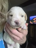 Cream, a male Cane Corso and Lagotto Romagnolo for sale in Horseshoe Bend, ID – 1 of 10