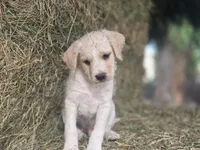 Zeppelin , a male Cane Corso and Lagotto Romagnolo for sale in Horseshoe Bend, ID – 2 of 10