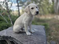 Rosco, a male Golden Retriever and Labrador Retriever for sale in Horseshoe Bend, ID – 7 of 10