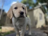 Rolly, a male Golden Retriever and Labrador Retriever for sale in Horseshoe Bend, ID – 5 of 10