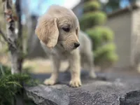 Violet, a female Golden Retriever and Labrador Retriever for sale in Horseshoe Bend, ID – 3 of 9