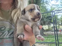 Tator, a male Bernese Mountain Dog and Cane Corso for sale in Horseshoe Bend, ID – 2 of 6