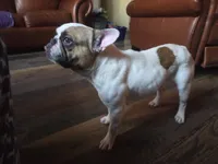 Meatball (Stud), a male French Bulldog for sale in Horseshoe Bend, ID – 3 of 10