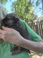 Dr Pepper, a male Bernese Mountain Dog and Cane Corso for sale in Horseshoe Bend, ID – 4 of 10
