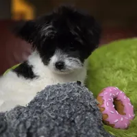 Clover, a female Pomapoo for sale in Horseshoe Bend, ID – Photo 10 of 10
