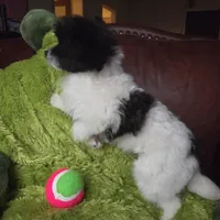 Clover, a female Pomapoo for sale in Horseshoe Bend, ID – Photo 4 of 10