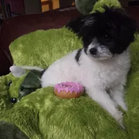 Clover, a female Pomapoo for sale in Horseshoe Bend, ID – Photo 2 of 10