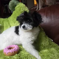 Clover, a female Pomapoo for sale in Horseshoe Bend, ID – Photo 3 of 10
