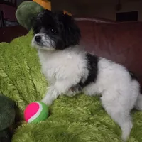 Clover, a female Pomapoo for sale in Horseshoe Bend, ID – Photo 5 of 10