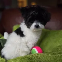Clover, a female Pomapoo for sale in Horseshoe Bend, ID – Photo 9 of 10