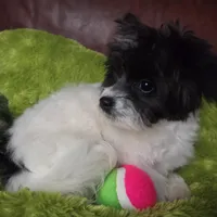 Clover, a female Pomapoo for sale in Horseshoe Bend, ID – Photo 7 of 10