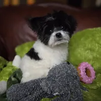 Clover, a female Pomapoo for sale in Horseshoe Bend, ID – Photo 1 of 10