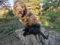 Georgia, a female Golden Mountain Doodle for sale in Horseshoe Bend, ID – 2 of 10