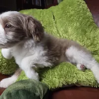 Wolfie, a male Pomapoo for sale in Horseshoe Bend, ID – Photo 8 of 8