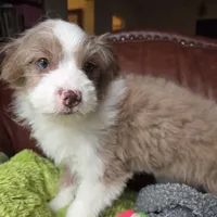Wolfie, a male Pomapoo for sale in Horseshoe Bend, ID – Photo 6 of 8