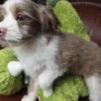 Wolfie, a male Pomapoo for sale in Horseshoe Bend, ID – Photo 4 of 8