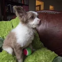 Wolfie, a male Pomapoo for sale in Horseshoe Bend, ID – Photo 2 of 8
