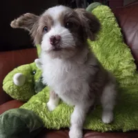 Wolfie, a male Pomapoo for sale in Horseshoe Bend, ID – Photo 3 of 8
