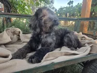 Georgia, a female Golden Mountain Doodle for sale in Horseshoe Bend, ID – 8 of 10