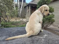 Honeybunch, a female Golden Retriever and Labrador Retriever for sale in Horseshoe Bend, ID – 4 of 10