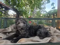 Georgia, a female Golden Mountain Doodle for sale in Horseshoe Bend, ID – 9 of 10