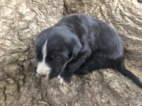 Pepsi, a female Bernese Mountain Dog and Cane Corso for sale in Horseshoe Bend, ID – 4 of 6