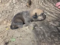 Root Beer, a male Bernese Mountain Dog and Cane Corso for sale in Horseshoe Bend, ID – 3 of 10