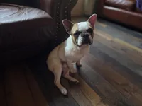 Meatball (Stud), a male French Bulldog for sale in Horseshoe Bend, ID – 6 of 10